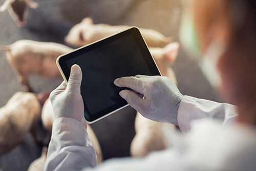 Someone is typing on an ipad