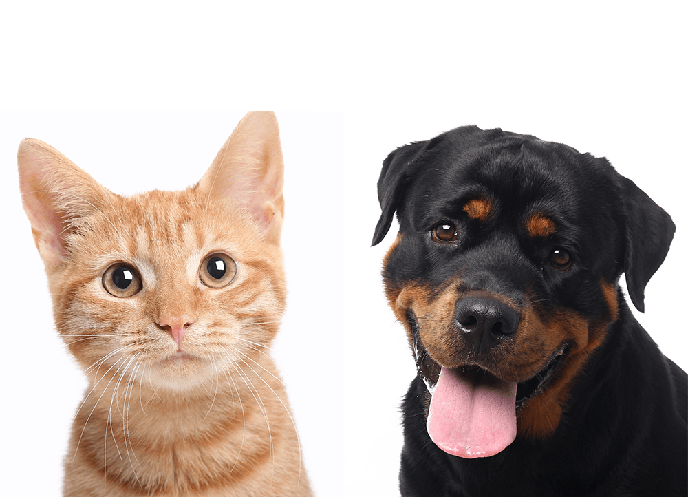 cat and a dog